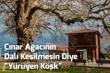 Çınar Ağacının Dalı Kesilmesin Diye "Yürüyen Köşk"