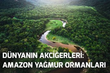 Dünyanın Akciğerleri Amazon Yağmur Ormanları